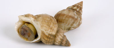 wordwhelk400